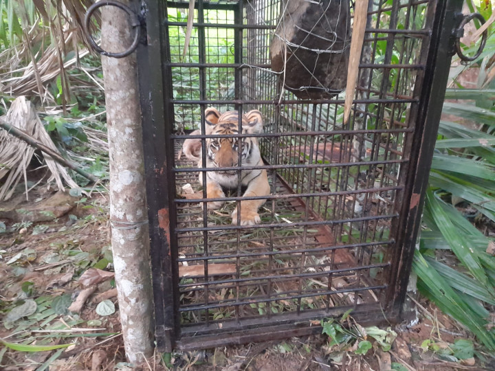 Harimau Sumatera di Aceh Selatan Terperangkap di Kandang Jebak