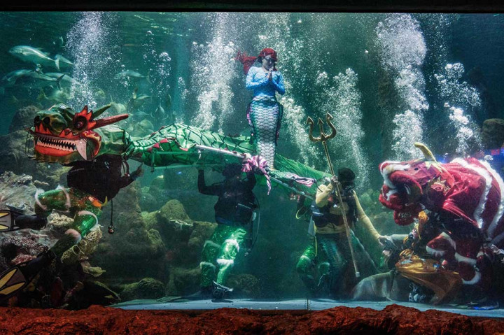 Sambut Imlek, Ancol Hadirkan Barongsai dan Dragon Bawah Air