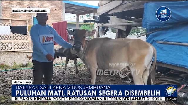 Ratusan Sapi di Bulukumba Terkena Virus Jembrana