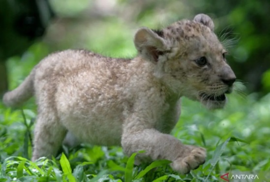 Mengenal Fano, Bayi Singa Putih yang Lahir di Taman Safari Prigen