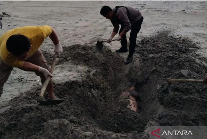 Bangkai Lumba-Lumba Ditemukan Terdampar di Pantai Mukomuko Bengkulu