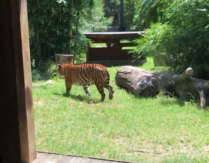 Menikmati Desa Sumatra di Kebun Binatang Australia yang Pernah Dikunjungi Jokowi