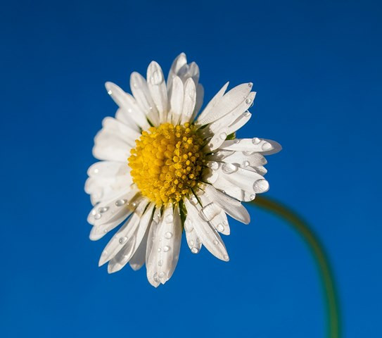 Tanaman Tetap Sehat di Musim Hujan, Ikuti 7 Tipsnya