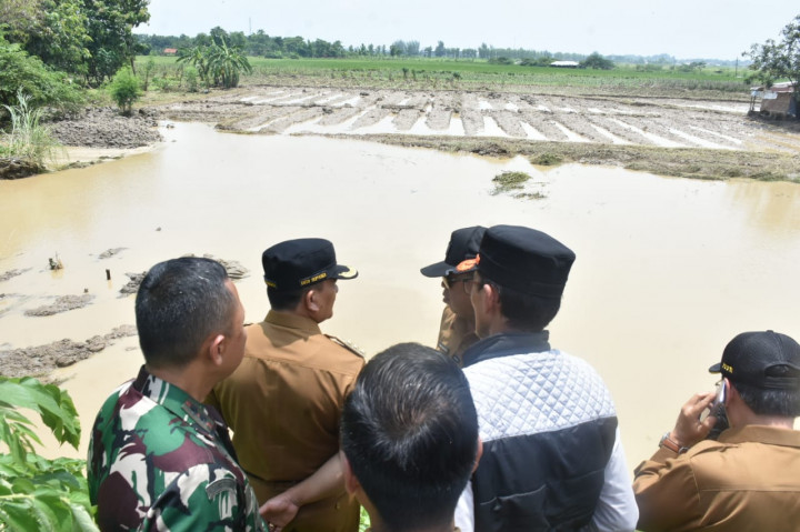 Terendam Banjir, Ratusan Hekatre Sawah di Majalengka Terancam Gagal Panen