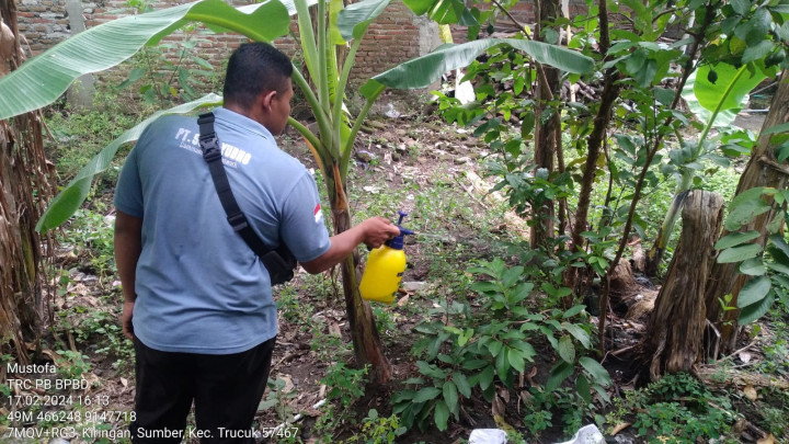 Ribuan Ulat Bulu Teror 2 Desa di Klaten