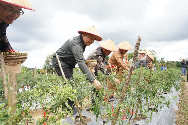 Penuhi Stok Jelang Puasa, BI Babel Panen Cabai di Ponpes