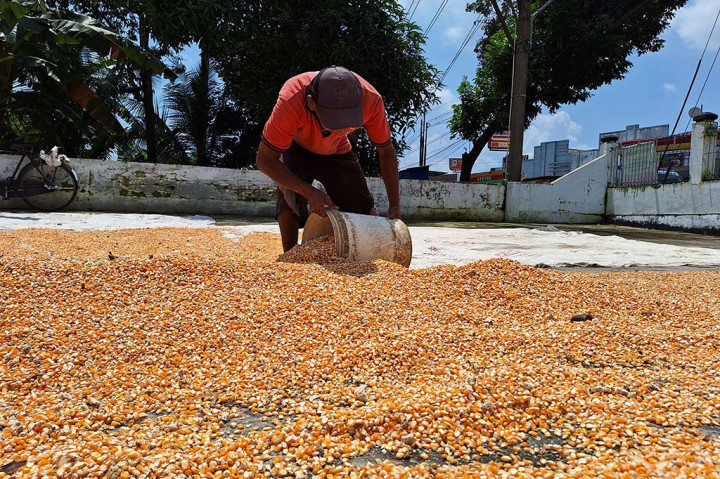 Harga Pakan Ayam Berangsur Turun, Harga Telur Tetap Tinggi