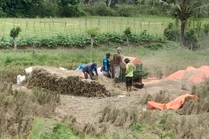 Serangan Hama Wereng Merajalela, Petani Pidie Panen Lebih Awal