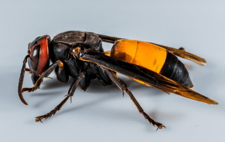 Marbot Masjid di Bogor Tewas Disengat Tawon Vespa Saat Bersihkan Atap