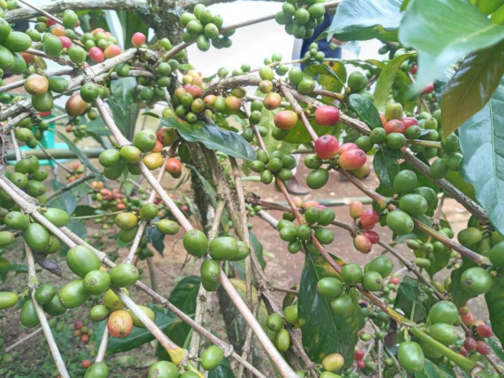 Menilik Proses Penanaman Kopi Arabika Kintamani