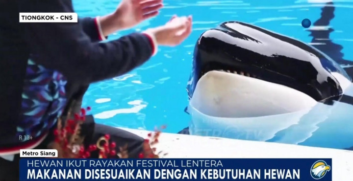 Manusia hingga Satwa Rayakan Festival Lampion di Shanghai