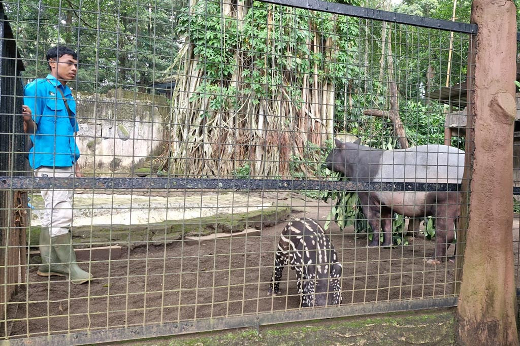 Kebun Binatang Bandung Sukses Kembangbiakkan Tapir