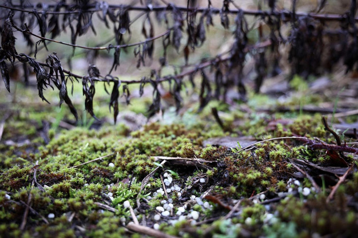 Belgia Berjuang Atasi Polusi Pelet Plastik yang Merusak Kota