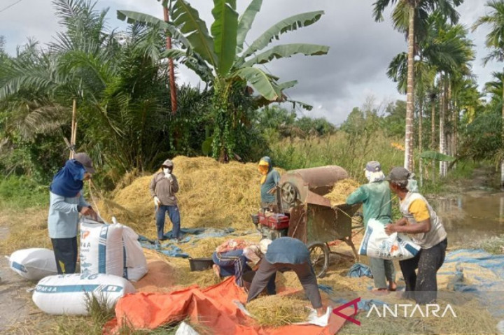 559 Hektare Lahan Padi di Tanjungjabung Timur Gagal Panen