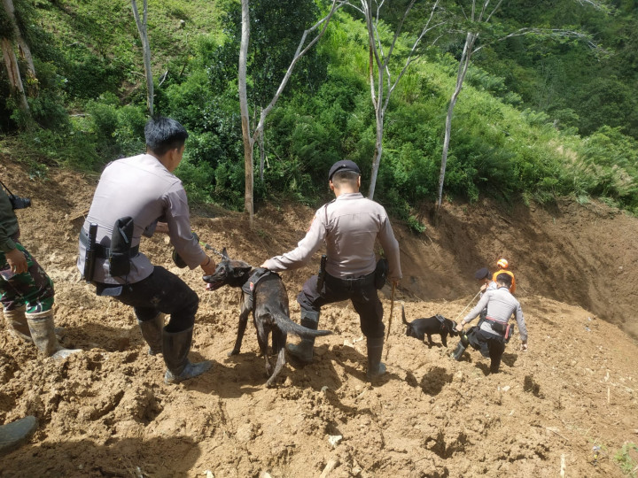 Anjing Pelacak Bantu Pencarian Korban Longsor di Luwu
