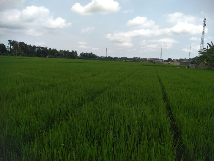 Berpotensi Panen Raya, Harga Beras di DIY Diharapkan Bisa Turun