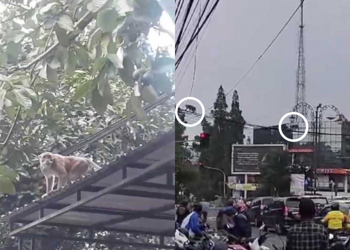 Viral Kawanan Monyet Masuk Permukiman Warga Bandung, Ini Penyebabnya