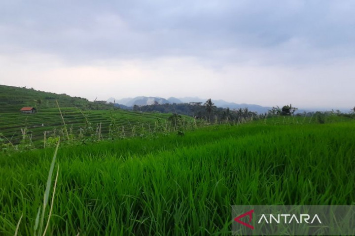 Pemkab Kuningan Pastikan 12.393 Hektare Sawah Dipanen pada April 2024