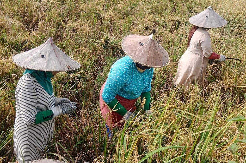 Hama Wereng Cokelat Belum Teratasi, Lahan Padi di Aceh kini Digerogoti Penyakit Kresek