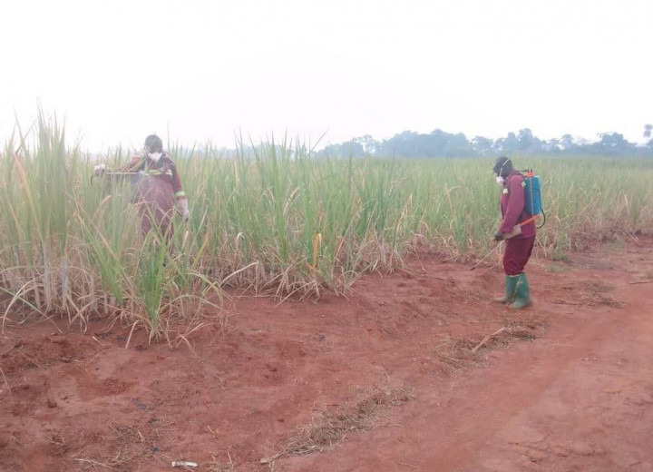 Pupuk Organik Turrima dari Sragen Tembus Pasar Ekspor Afrika dan Timteng