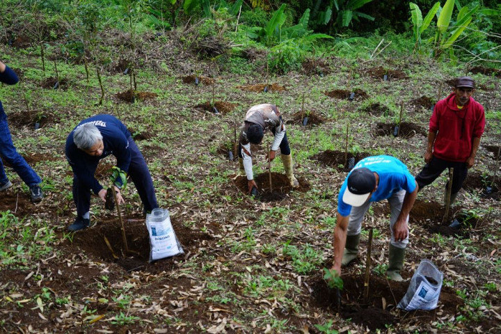 Dukung Pertanian Berkelanjutan, Surveyor Indonesia <i>Replanting</i> Tanaman Kopi