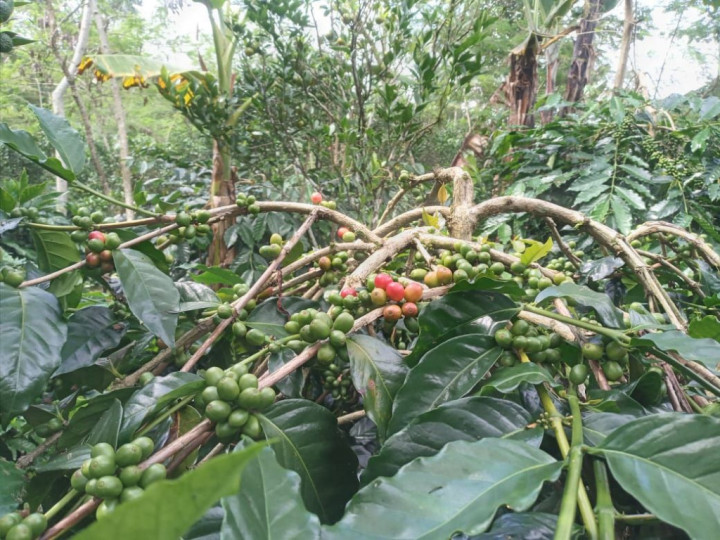 Dukung Ekonomi Kerakyatan, Surveyor Indonesia Berdayakan Petani Kopi Wanasuka