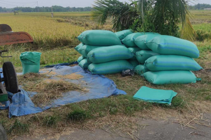 Petani Karanganyar Lesu, Harga Panen Gabah Terus Merosot