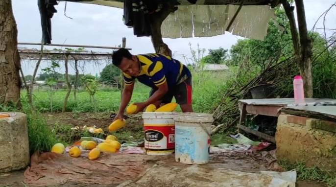 Petani Timun Suri di Tangerang Kebanjiran Pesanan saat Ramadan