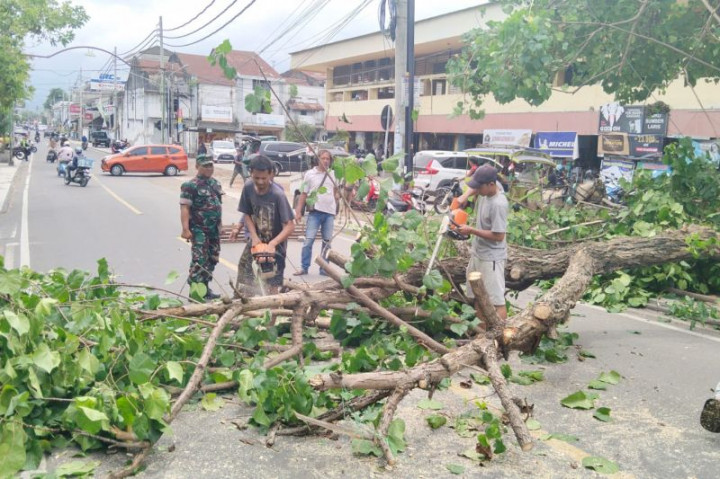 Puluhan Pohon di Mataram Tumbang Akibat Cuaca ekstrem