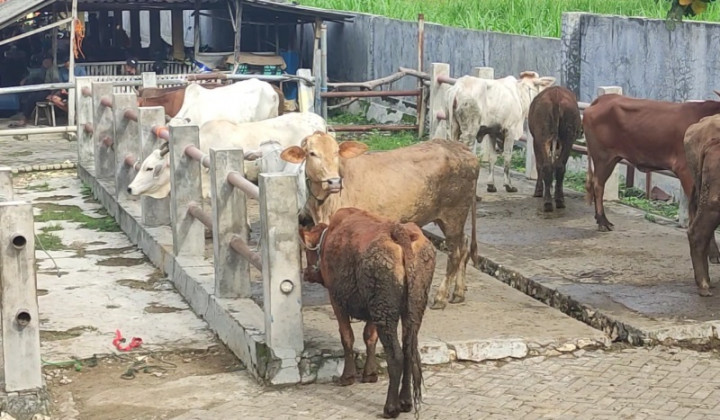 Ratusan Sapi di Klaten Perbatasan Gunungkidul Divaksinasi Antraks