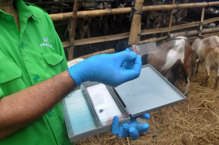 Cegah Antraks, Lebih dari 1.000 Sapi di Klaten Divaksin