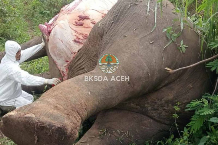 Sebulan Terakhir, 2 Gajah Mati Tersengat Jerat Listrik di Aceh