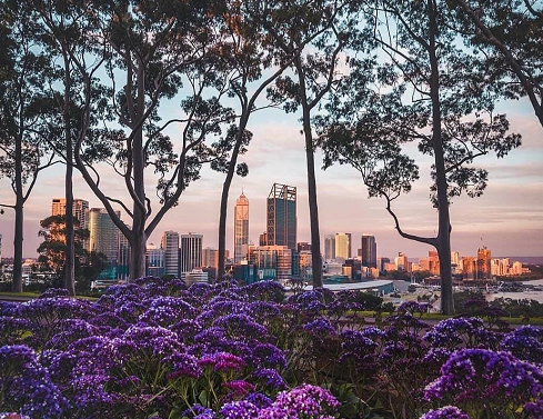 Kings Park Botanic Garden: Taman cantik seperti negeri dongeng! (Foto: Dok. Instagram/@cityofperth)