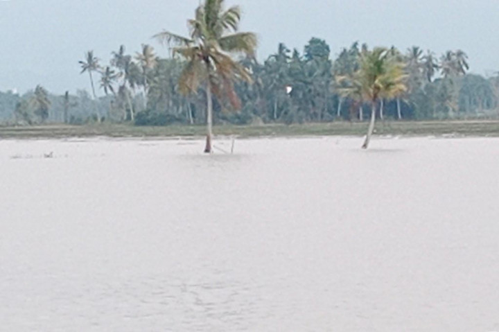 Banjir di Pidie, Lahan Sawah Palawija Terancam Gagal Tanam