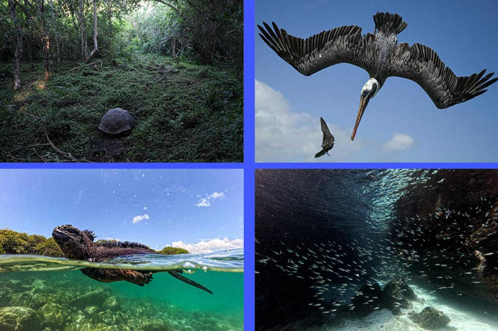 Spesies Pulau Galapagos, Dilindungi namun Masih Terancam