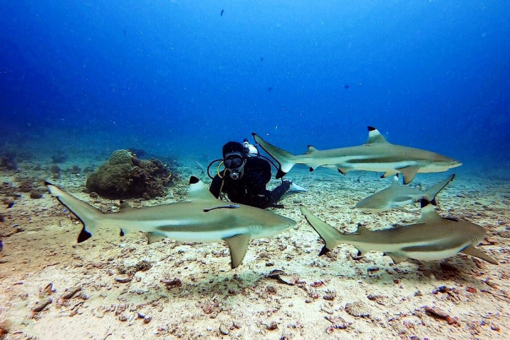 Dijuluki Maldives-nya Indonesia, Ini 6 Aktivitas Seru di KEK Morotai