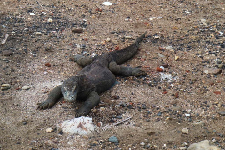 Populasi Komodo di Pulau Rinca Terus Bertambah