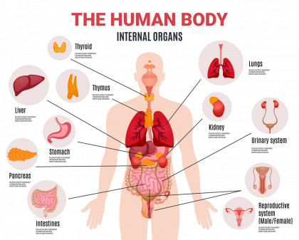 Mengenal 21 Sistem Organ Tubuh Manusia dan Fungsinya