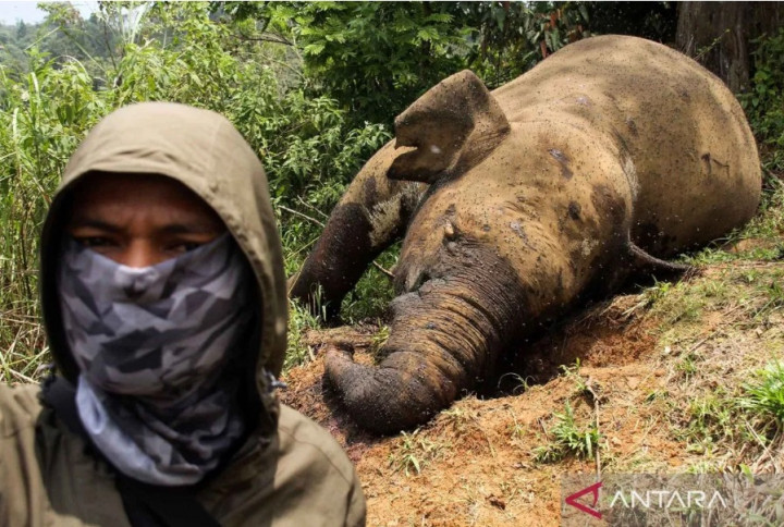 Keji! Gajah Sumatera di Aceh Utara Mati Dibunuh dan Gadingnya Hilang