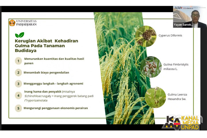 Profesor Unpad Ungkap Kerugian Pertumbuhan Gulma Tak Terkendali dan Cara Mencegahnya