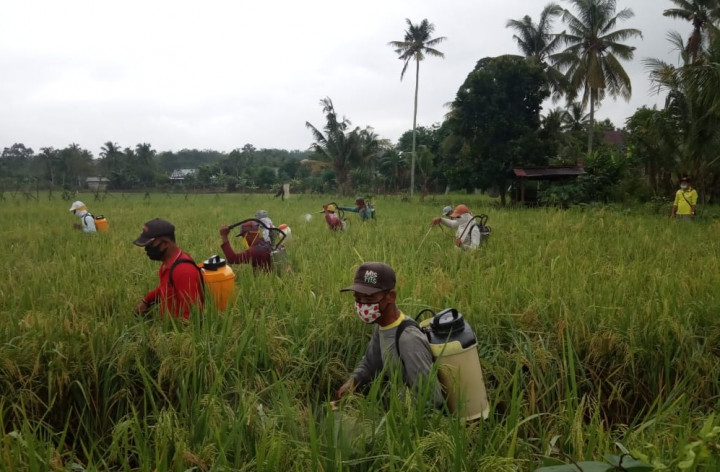 Jaga Produksi Beras, Waspadai Hama Ini di Awal Musim Penghujan
