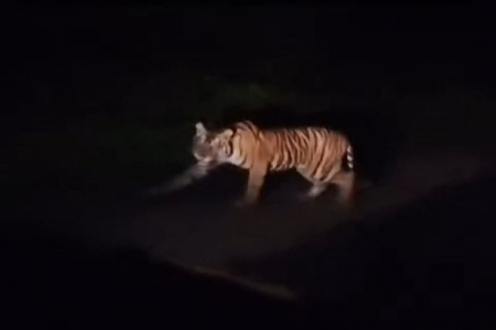 Harimau Sumatra Kembali Terlihat di Jalan Lintas Barat Krui Lampung