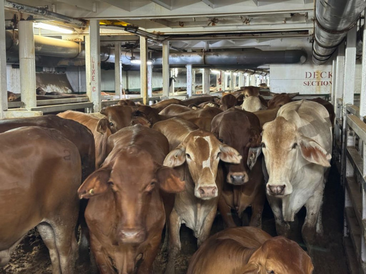 Jaga Ketersediaan Stok Daging, Berdikari Datangkan 2.583 Ekor Sapi