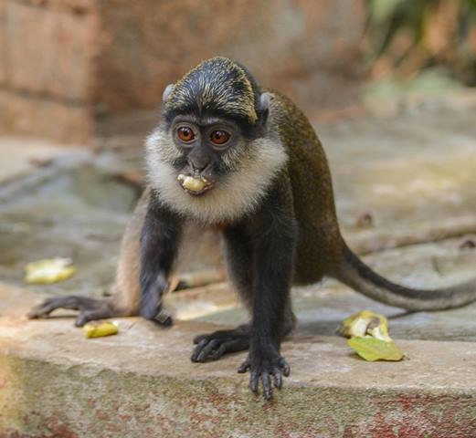 Wasada! Hong Kong Laporkan Kasus Virus B Pertama pada Manusia