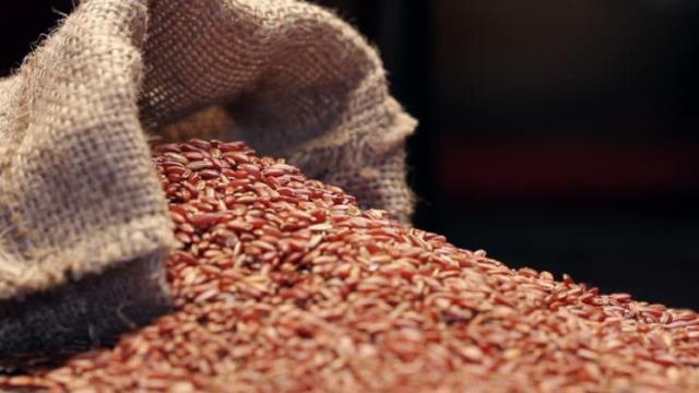 Di Indonesia, angkak merah menjadi salah satu obat-obatan herbal yang paling populer untuk pengobatan alami DBD. (Foto: Dok. istimewa)