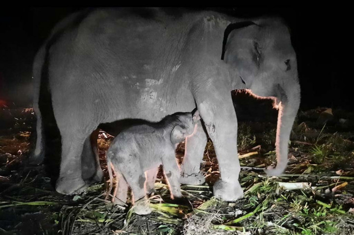 Kabar Gembira! Seekor Anak Gajah Betina Lahir di KSDA Riau