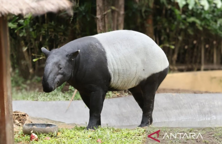 Bali Zoo Hadirkan Tapir Asia untuk Gaet Pengunjung saat Libur Lebaran 2024