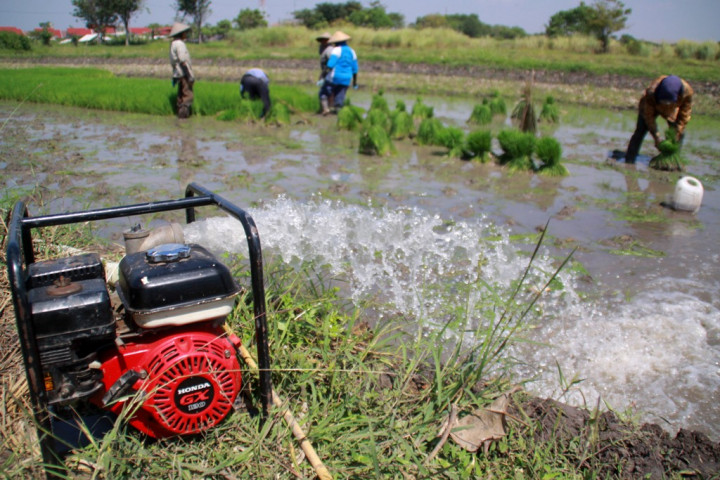 Biar Pompanisasi Maksimal, Kementan Upayakan Listrik Masuk Sawah