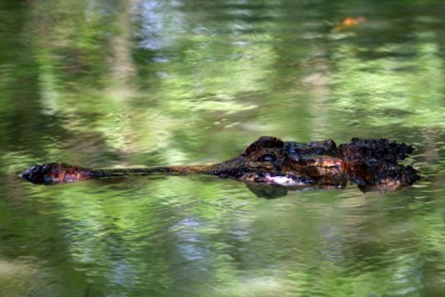 Nelayan di Pedalaman Aceh Kritis Usai Diserang Buaya