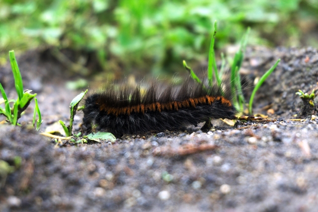 Tips Cegah Ulat Bulu Masuk Rumah